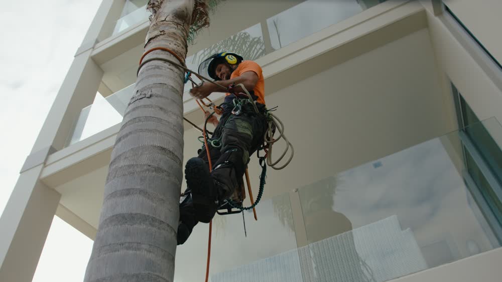 Arborist climbing large palm tree with safety harness